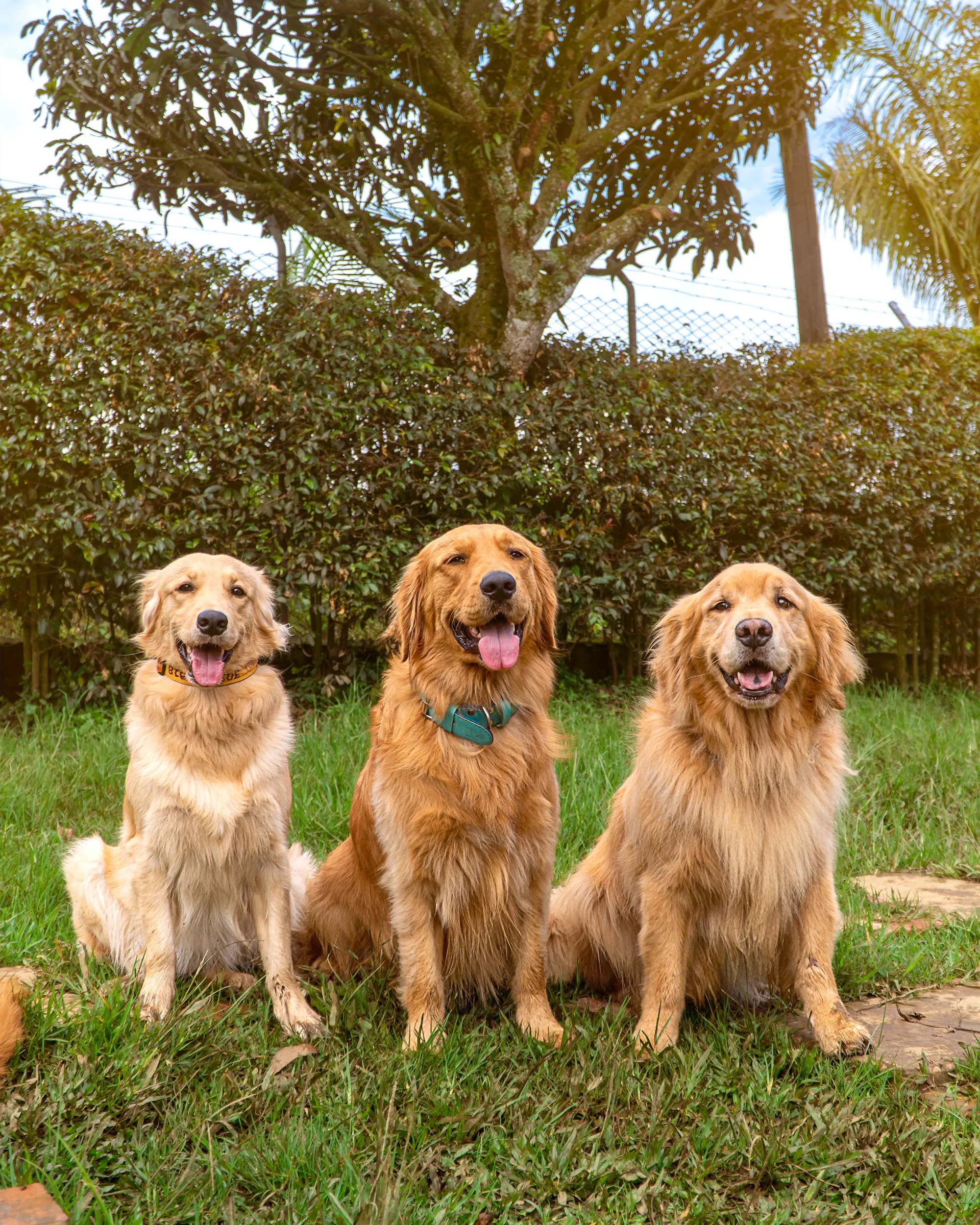 Las Razas De Perros Más Populares Y Sus Características únicas